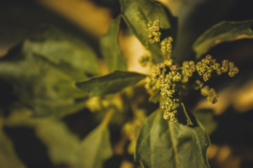 green plant background