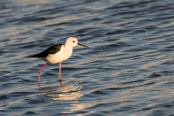 Black-winged Stilt