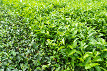 Green tea plantation with haft bed harvested