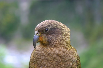 Kea am Arthur's Pass