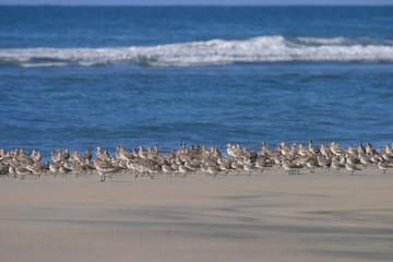Seevögel am Strand