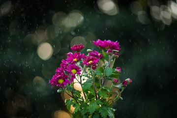 Fototapeta na wymiar daisy flowers under the rain