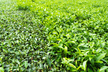 Green tea plantation with haft bed harvested
