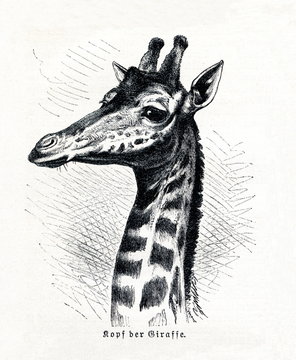 Head of giraffe (Giraffa camelopardalis) (from Meyers Lexikon, 1895, 7/591)