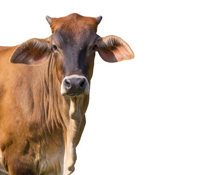 Image of brown cow on white background. Farm Animal.