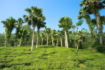 Tea plantation on hill with tall trees