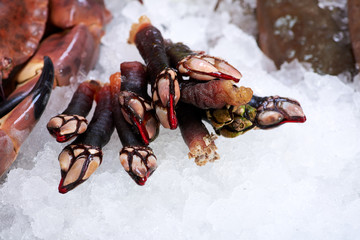 Spanish shellfish (percebes) on ice in fish store