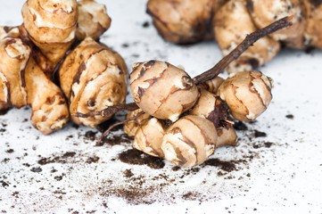 Topinambour tubers.
