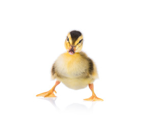Cute little newborn fluffy duckling. One young duck isolated on a white background. Nice small bird.
