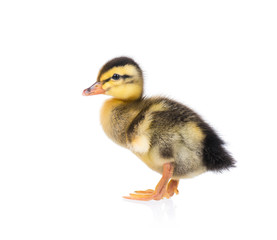 Cute little newborn fluffy duckling. One young duck isolated on a white background. Nice small bird.