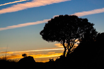 silueta de árbol en el atardecer