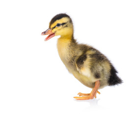 Naklejka premium Cute little newborn fluffy duckling. One young duck isolated on a white background. Nice small bird.
