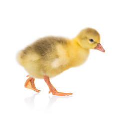 Naklejka premium Cute little newborn yellow fluffy gosling. One young goose isolated on a white background. Nice bird.