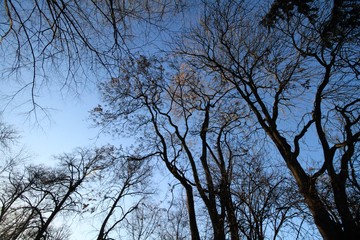Fototapeta na wymiar Treetops / Looking upwards in a winterly Berlin park