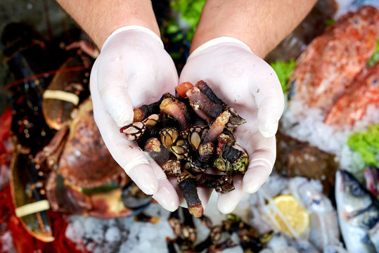 Seller presenting a spanish shellfish (percebes) in fish store