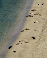 Overhead view of sea lions lying on the beach basking in sunshine