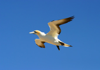 Tölpel im Anflug