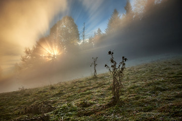 Chochoły ma górskiej polanie na zboczu góry Trzy Korony © barytek