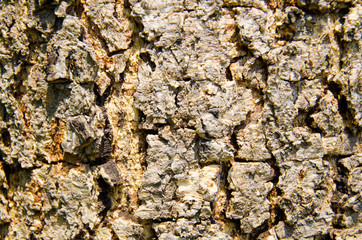 Close up Wild Skin Brown Old Tree. Can use for Texture Wallpaper and Background.