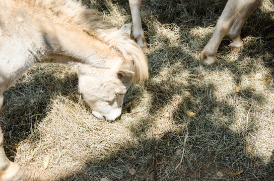 Miniature Horse or Dwarf Hores Eating Grass in Farm.