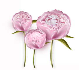 Pink peony flowers on a plain background