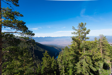 Winter mountain forest