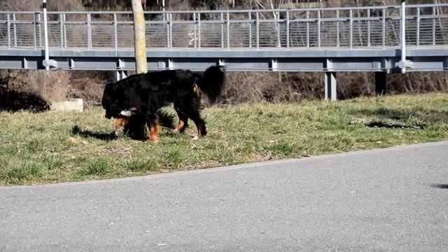 Dog peeing in park