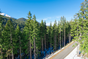 Road in the coniferous forest