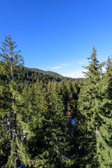 Winter mountain forest