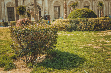 garden background at cairo,egypt