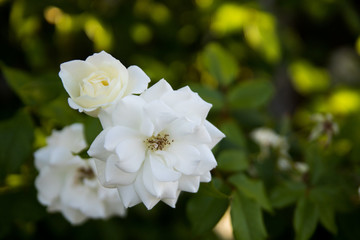 White roses