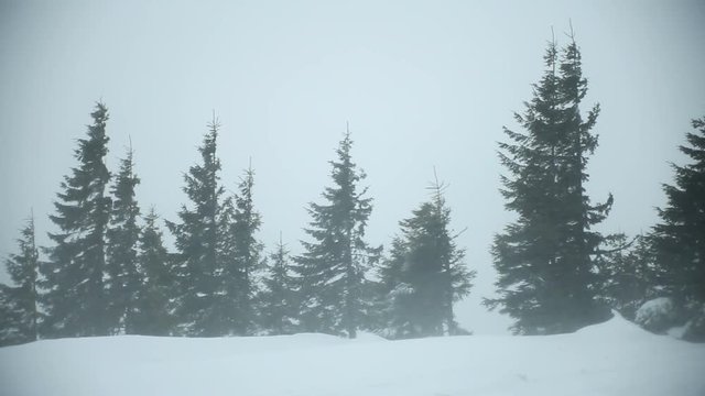 Snowstorm in the mountains. Powerful Winds Blow Snow Through Forest. Blizzard in a Rocky Mountain forest. Snowfall in forest. The wind blows away the snow from the trees.