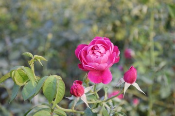 Pink rose flower blossom in the morning