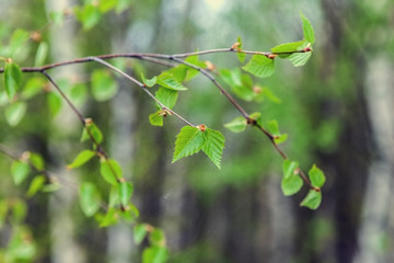 Young green leaves of birch on a branch in spring.