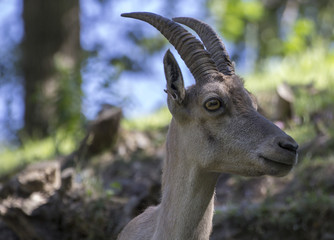 Chamois