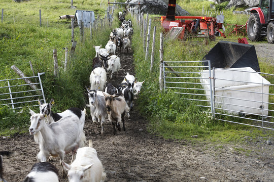 Goats at an organic farm in Saupstad, producing goat cheese and sausages, Vestv&OElig;g&iquest;y commune, Lofoten Islands, Norway.