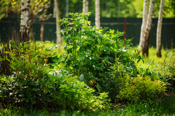 mixed perennial border with hostas, spirea, delphinium and Stachys in summer garden