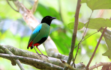 Hooded pitta (Pitta sordida) in Palawan Island, Philippines