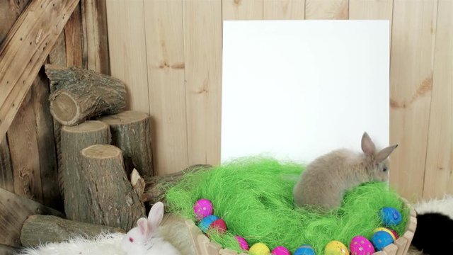 wooden box full of easter rabbits and colorful eggs, white space for drawing, easter symbol, background for text, old stumps, little rabbits crawling in box, wooden walls, spring holiday
