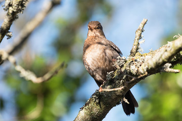 Blackbird, Turdus merula