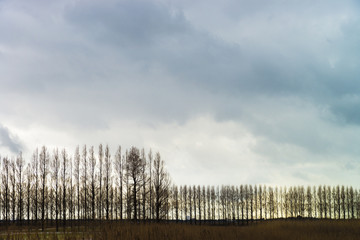 メタセコイヤの並木　冬