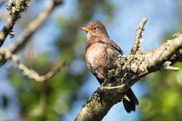 Blackbird, Turdus merula