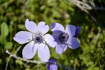 Details of wild anemone flowers and green leaves