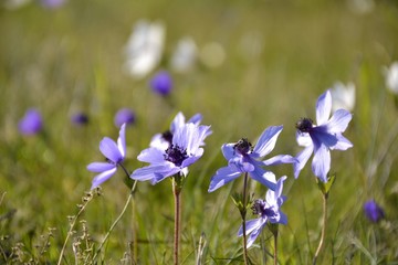 Details of wild anemone flowers and green leaves