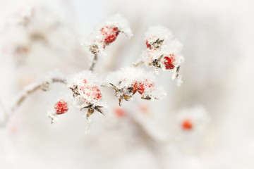 rosehips in hoarfrost natural winter background, bright frozen berries in snow flakes