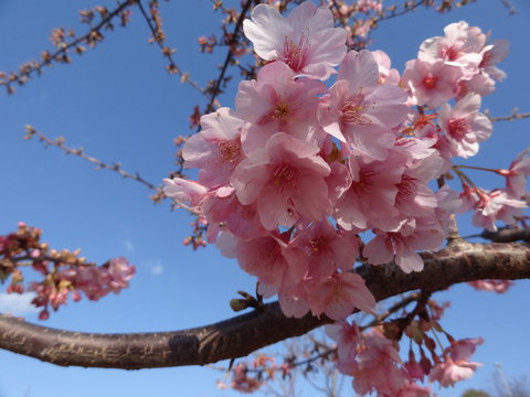 spring has come