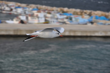 Möve