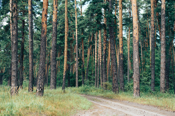 Obraz premium Road in the pine forest