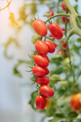 Ripe natural tomatoes growing on a branch in a greenhouse.