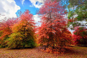 Fototapeta na wymiar Autumn park with colourful trees